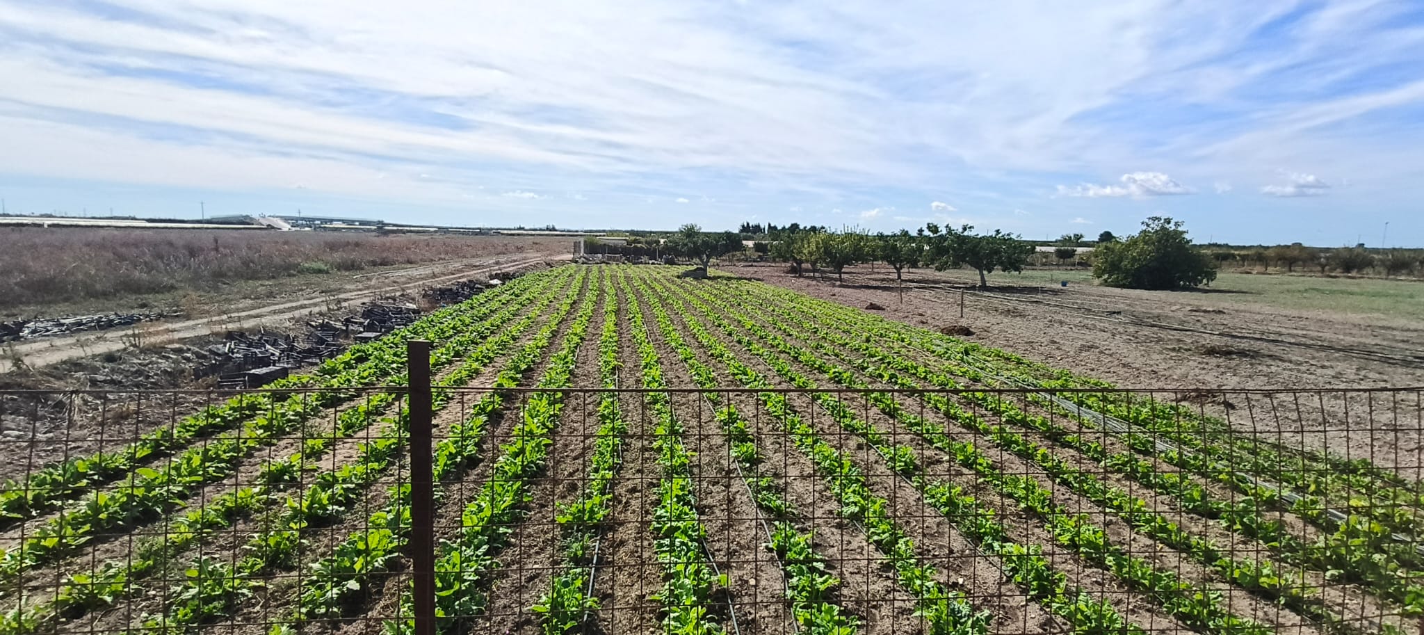 Terreno agricolo in vendita, località Boccadoro - Contrada Le Paludi - Trani.